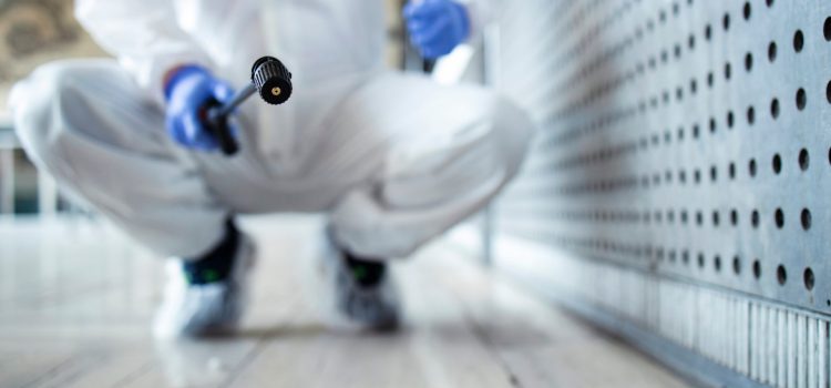 Comment prévenir une invasion de rats à Strasbourg ? Comment prévenir une invasion de rats à Strasbourg ?